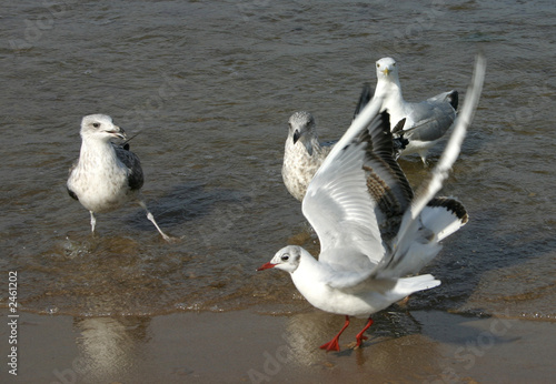 Photo: seagulls seagulls