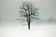 mystic tree mystic tree