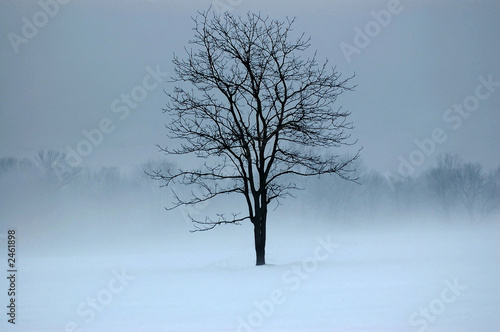 Photo: mystic tree mystic tree