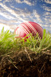 cricket ball on grass cricket ball on grass