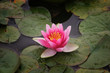 pink water lily
