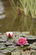 water lily