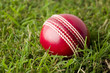 cricket ball on grass cricket ball on grass