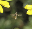 hover fly in air