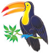 toucan