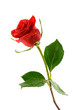 red valentine rose with dew