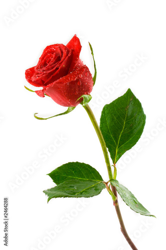 Foto: red valentine rose with dew red valentine rose with dew