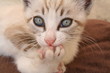 chaton sépia chaton sépia