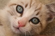 chat on sépia chat on sépia