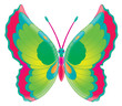 butterfly