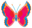 butterfly