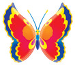 butterfly