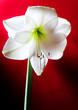 amaryllis