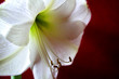 amaryllis