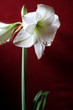 amaryllis