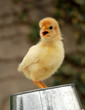 pépiement de poussin