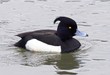tufted duck