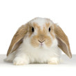 lapin bélier sur fond blanc