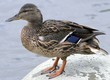 mallard duck.