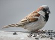 house sparrow
