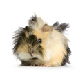 cochon d'inde angora