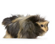cochon d'inde angora