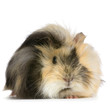 cochon d'inde angora