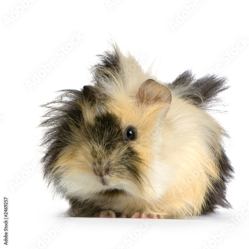 cochon d'inde angora