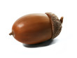 acorn