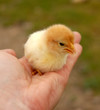poussin dans une main