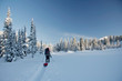 winter wonderland
