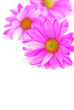 pink flowers