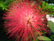 mimosa mimosa