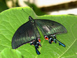 multi-color swallowtail multi-color swallowtail