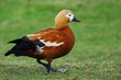 rudy duck