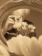 flower reflexion