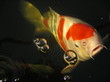 japanese koi carp japanese koi carp
