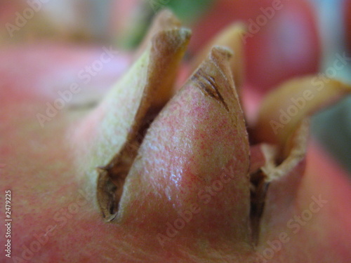 Photo: pomegranate apple pomegranate apple