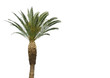 exotic palm tree isolated on white
