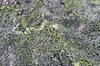 texture mossy granite