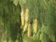 pine cones