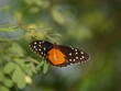 orange black butterfly