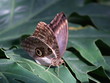 butterfly on a green backround