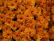 orange blossom