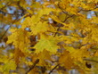 yellow maple leafs
