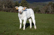 calf