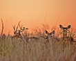 deer at sunset