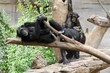 chimpanzé