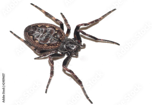 Photo: gartenkreuzspinne gartenkreuzspinne
