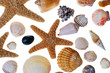seestern, muscheln und schnecken